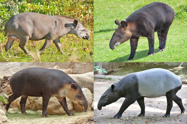 Clockwise (from top left): South American tapir (Tapirus terrestris), Mountain Tapir (T. pinchaque), Malayan tapir (T. indicus), Baird’s tapir (T. bairdii). c/o 蕭漫, wikicommons.