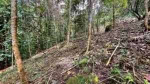 5934 Property For Sale in Las Brisas 03