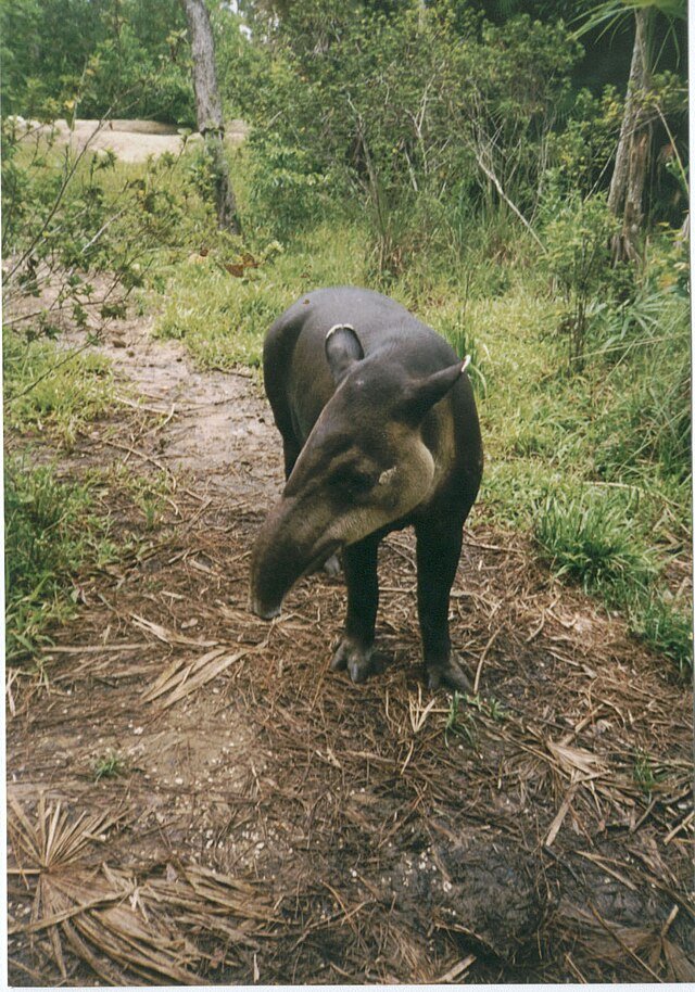Such a large, bulky, imposing & thick-skinned animal has very few natural enemies - and even a fully grown Jaguar is in for a dangerous fight. c/o TreesForTheFuture, wikicommons.