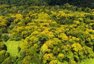 DJI_20250506031334_0919_D