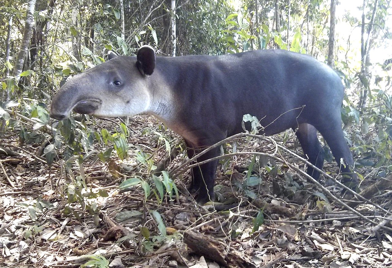 A Tapir photographed in Costa Rica's Corcovado National Park. c/o zielwasser, wikicommons.