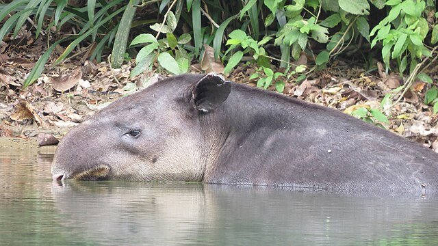 A Tapir resting in the water. c/o Francisco Emilio Roldán Velasco, wikicommons.