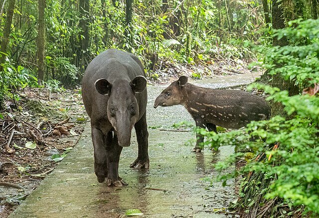 An encounter in Alajuela, Costa Rica. because a calf is present, this can turn into a potentially dangerous situation. c/o Rhododendrites, wikicommons.