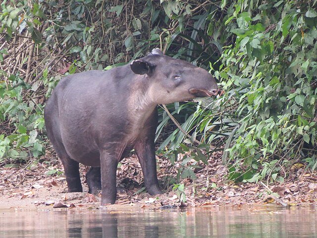 A Tapir feeding near a riverbank. c/o Francisco Emilio Roldán Velasco, wikicommons.