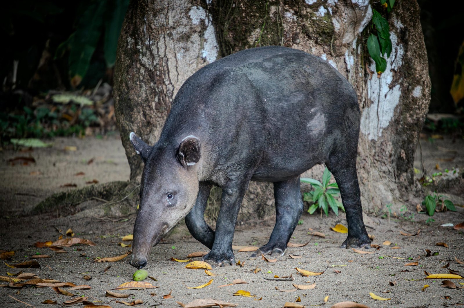 A Tapir in Costa Rica. The prehensile trunk is useful as a snorkel to allow tapirs to submerge themselves under water and is vital in feeding, being used to find & reach fruit.