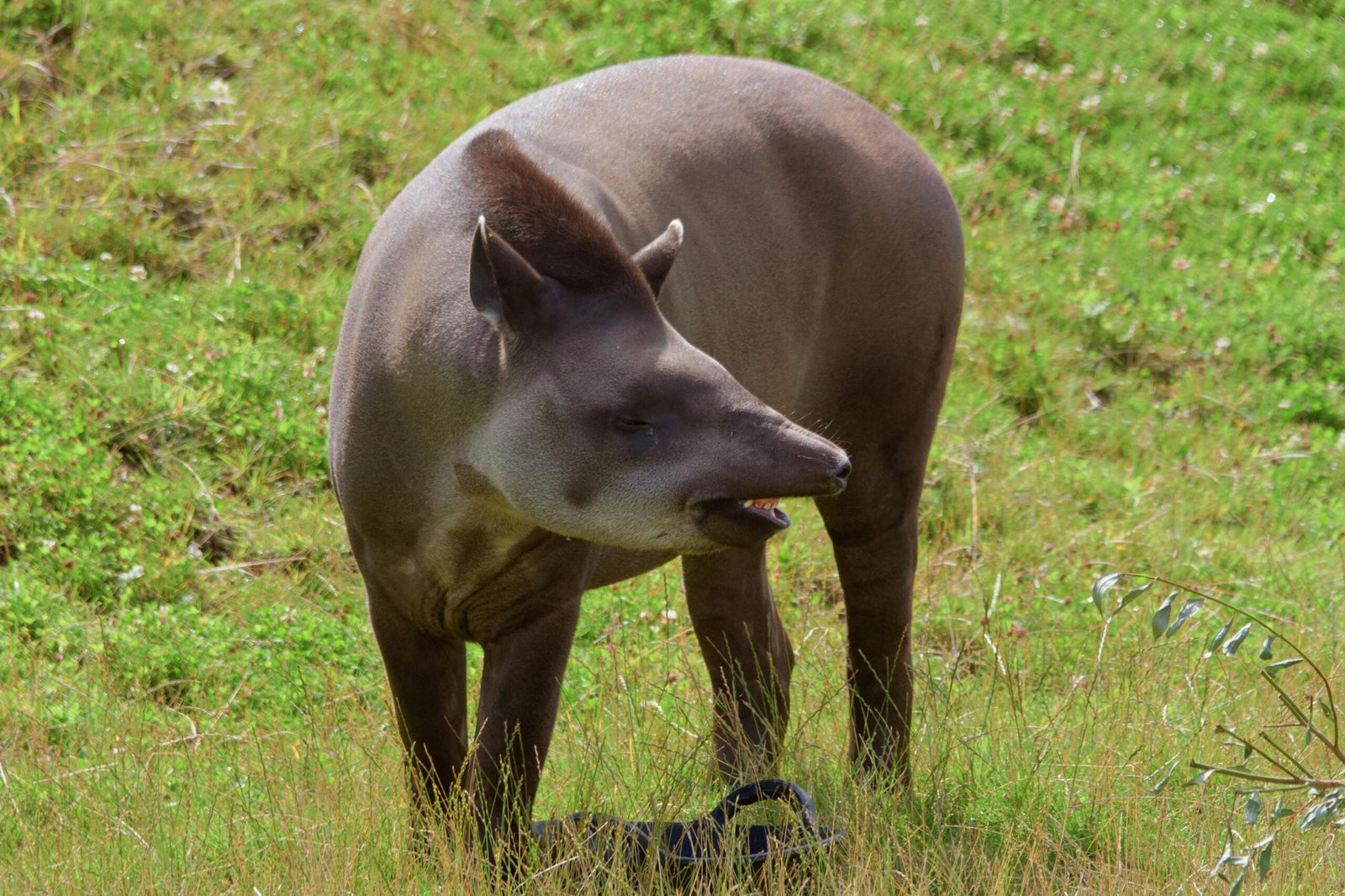 Often associated with forests and water, Tapirs can live in a variety of habitats including high-altitude forests and shrublands.