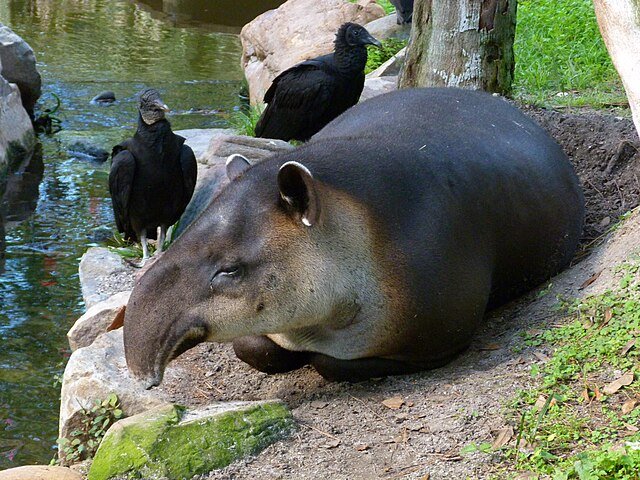 A Tapir resting by the water. c/o Rusty Clark , wikicommons.