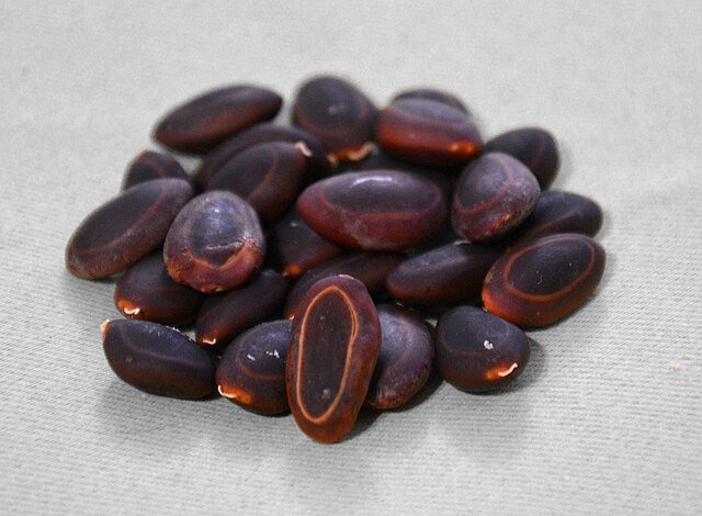 Individual Guanacaste seeds. c/o G.Mannaerts, wikicommons.