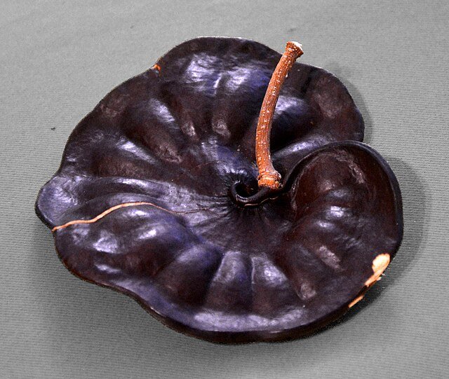 A Guanacaste seed pod - each one contains between 8 to 16 seeds. c/o G.Mannaerts, wikicommons.