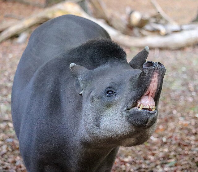 All species of Tapir can pose a grave danger to humans. Alhtough their teeth are adapted to a vegetarian diet, their powerful bite can kill. NEVER approach these animals, especially if they have young ones. c/o Vauxford, wikicommons.
