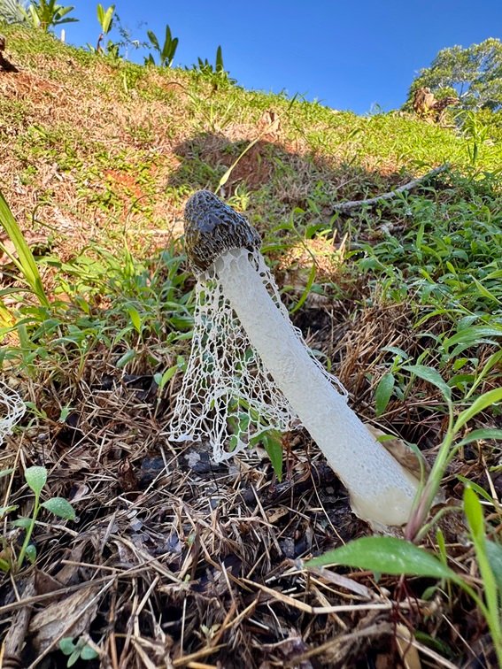 A Stinkhorn looks onto Heather's property.