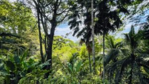 140010 House For Sale in Dominicalito 20