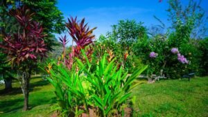 CASA OJOCHAL-611 (Large)