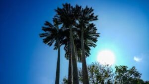 CASA OJOCHAL-620 (Large)