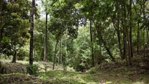 Dan Lancinger Costa Rica Real Estate Uvita 12