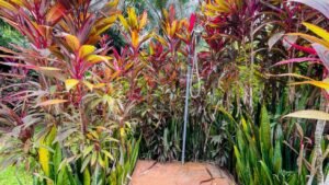 Osa Tropical Properties 8166 two houses in Ojochal44