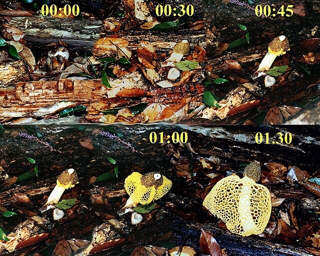 A stinkhorn moving from 'egg' to maturity in 90 minutes. The fully developed mushroom can be gone in a day or two. And if you are after the 'egg', you may have a mere few hours before it expands into the fully formed mushroom. c/o Japonica, wikicommons.