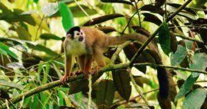 Squirrel Monkey