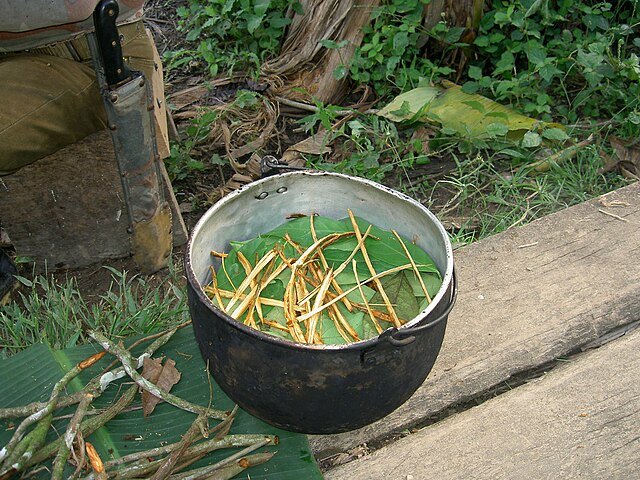 A batch of Ayahuasca being prepared in a traditional way. Two plants need to be mixed - the Ayahuasca vine and the Chakruna leaves. c/o Terpsichore, wikicommons.