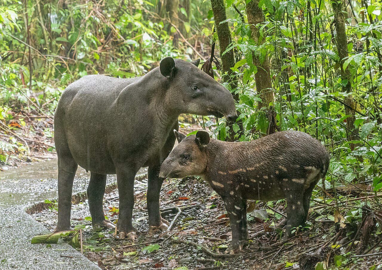 A Baird's Tapir with a baby - the baby's distinctive coloring will slowly fade as the youngster grows up. c/o Rhododendrites, wikicommons.