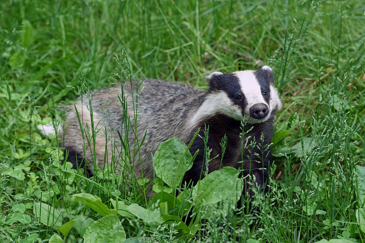 There is a suspected Stinkhorn - Badger symbiotic relationship. c/o kallerna, wikicommons.