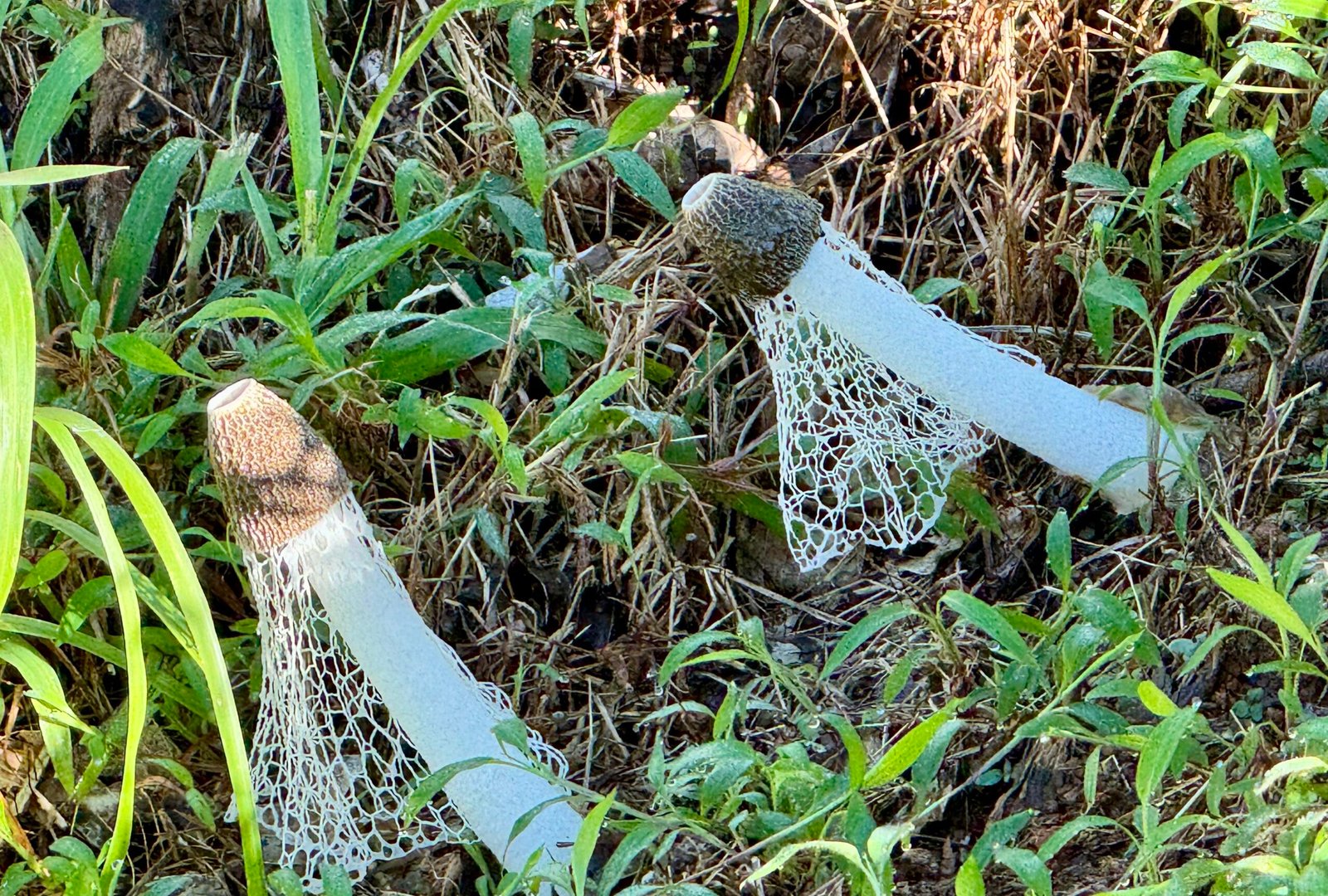 Costa Rica’s Phallus Mushrooms