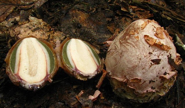 The Stinkhorn egg, cut in half and in its complete form (right). C/o Dan Molter, wikicommons.