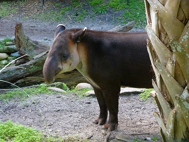 What a strange animal - and one that, although shy, lives all around Costa Rica. Will you ever see a Tapir in the wild? c/o Rusty Clark, wikicommons.