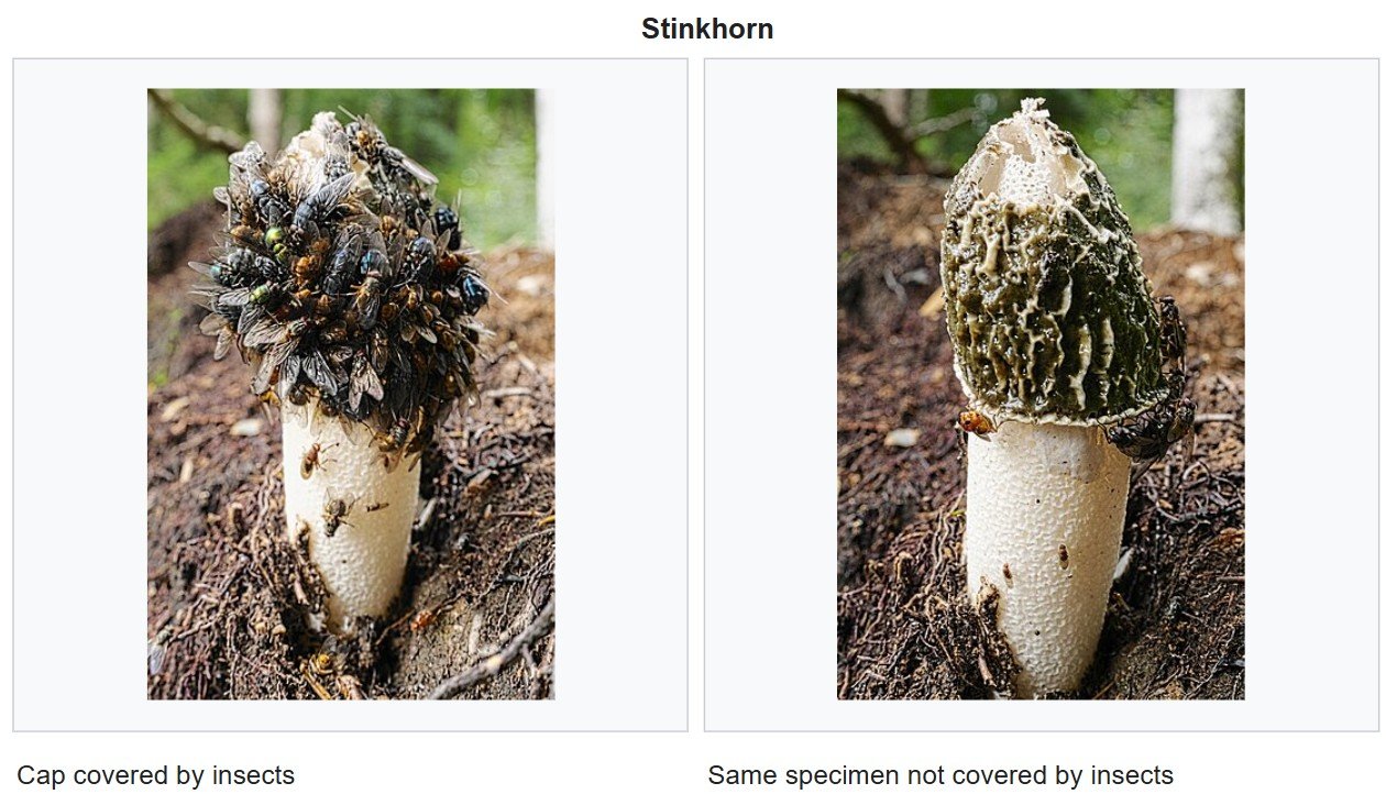 Carrion-eating flies are the primary means for Phallus seed dispersal. c/o Bautsch, wikicommons.