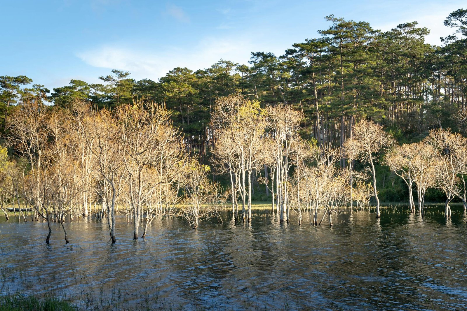 The flooded vegetation can release methane for decades and can no longer store carbon in the plant & tree matter.