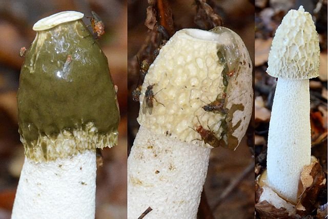 Three photos showing the Stinkhorn's gleba (here colored olive-green) being consumed by flies. Gleba-covered Stinkhorn (left). Stinkhorn with most gleba consumed (middle). Stinkhorn with all of the gleba consumed (right). c/o Henk Monster, wikicommons.