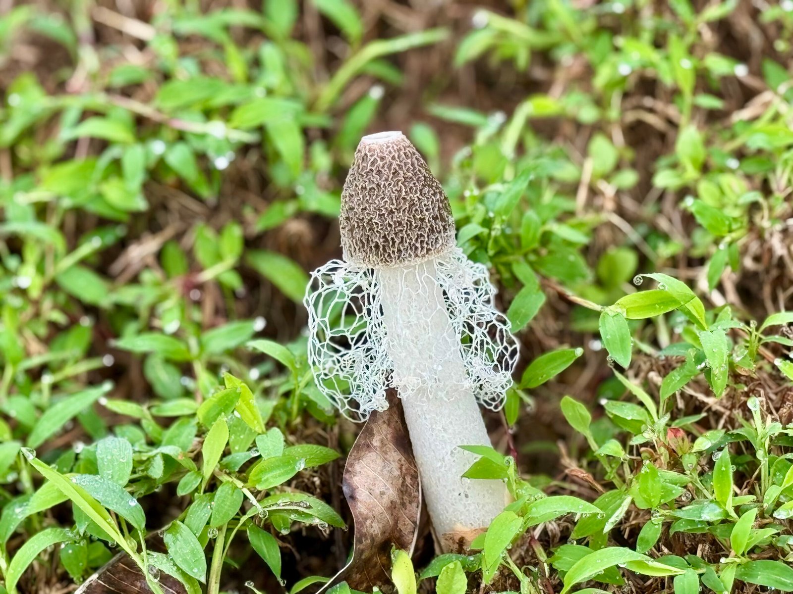 Heather's Stinkhorn draped in the delicate veil. Being late May ,the rainy season is in full swing and Costa Ballena is awash in the bounty of local fungi.