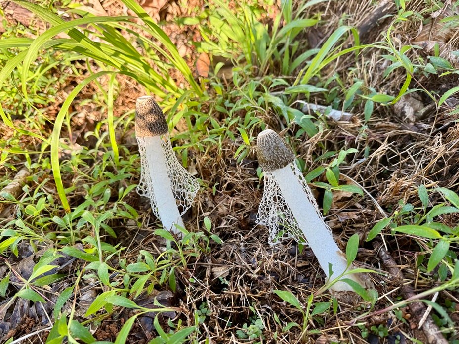 A pair of Stinkhorns broke ground on Heather's property.