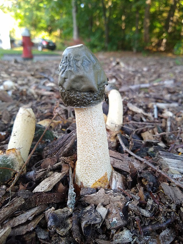 Stinkhorns love decaying wood - they can often be found in areas where mulch has been laid. c/o Godstar23, wikicommons.