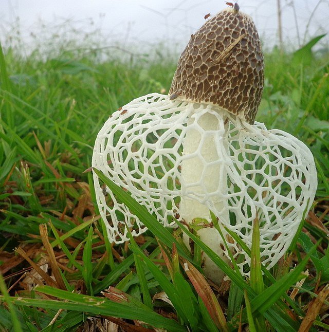 A Phallus species mushroom draped in an indusium, compared to a delicate lacy veil of a new bride. c/o dotun55, wikicommons.