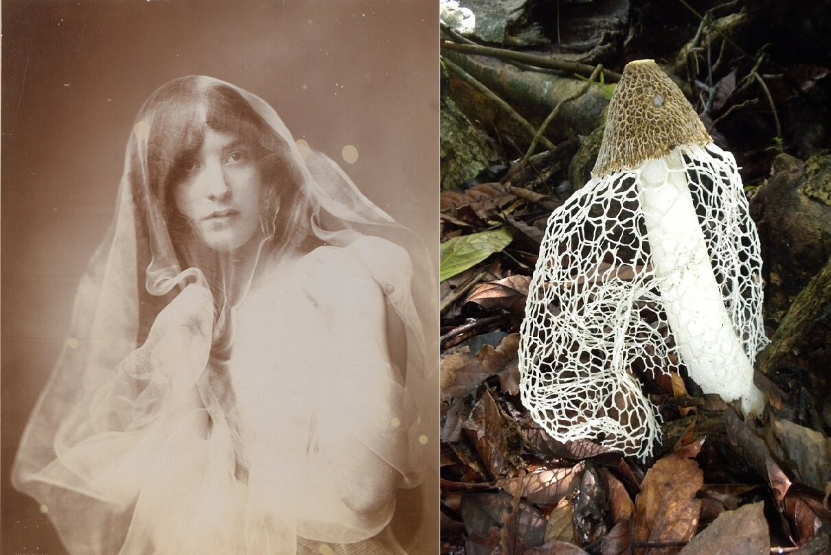 The resemblance is uncanny :) c/o Tyler Enders and Ernest Joseph Rowley, wikicommons.