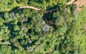 DJI_20250119083036_0403_D