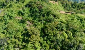 DJI_20250119084607_0411_D