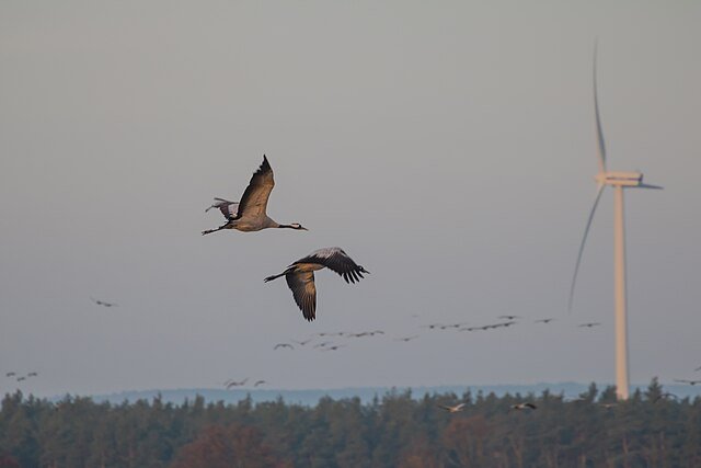 Yes, turbine blades are lethal to birds - but the scale of the issue seems to be greatly exaggerated. c/o Susanne Nilsson, wikicommons.