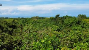 Ocean View with Drone