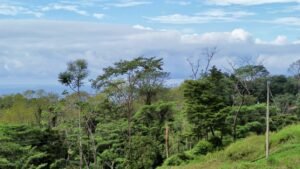 dji_fly_20241219_081512_329_1734617731069_photo_optimized