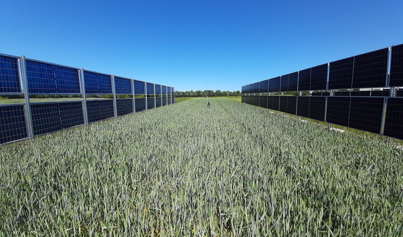 Bifacial solar panels can co-exist with farmlands and are generally more efficient than one sided panels. c/o Marta Victoria, wikicommons.