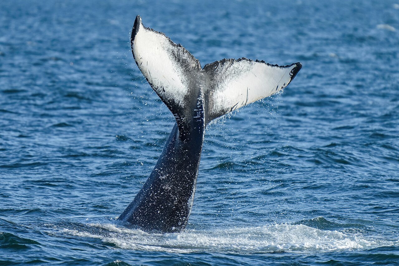 A Humpback Whale lobtailing, or tail smacking. c/o Giles Laurent, gileslaurent.com, wikicommons.