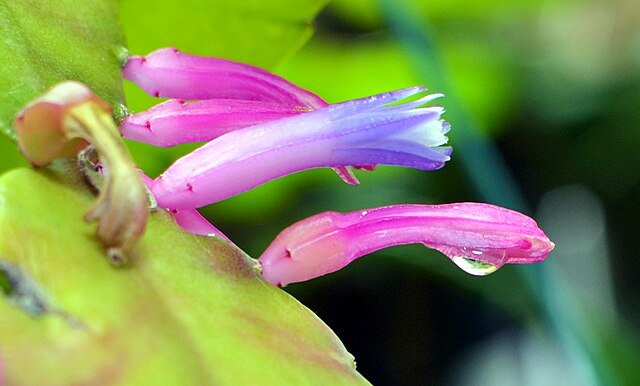 You cannot overstate the beauty of the Costa Rican lowland, montane and cloud rainforests during the wet season. The lushness, colors, and vibrance of life is overwhelming! c/o Walter, wikicommons.