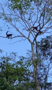 120013 – Finca Perla35