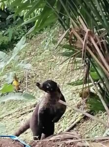 120013 – Finca Perla81