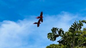 130032 Golfito Hotel 37