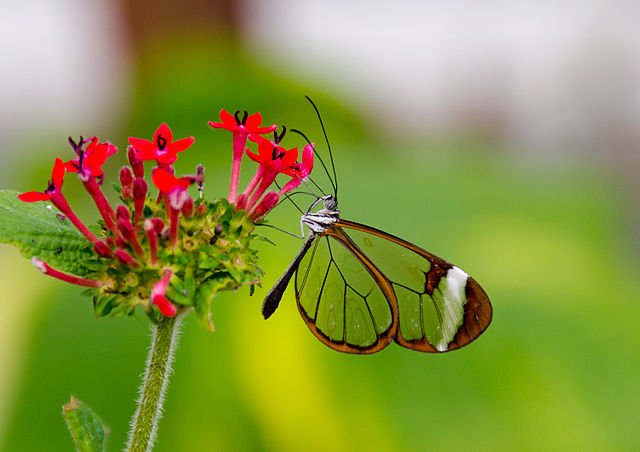 Have you seen the Greta Oto? A true marvel of nature! c/o Scott Wylie, wikicomons.