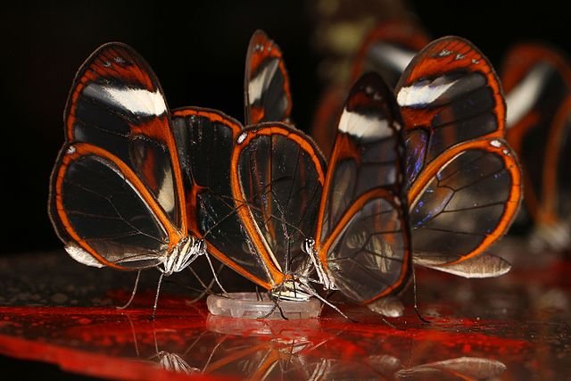 Offering sugar water to the Greta Oto should be avoided - this provides empty calories and is deficient in important nutrients the butterflies need for proper functioning and development. c/o Judy Gallagher, wikicommons.