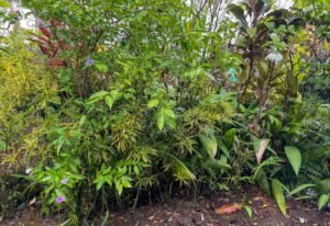 4560 House For Sale Buganvilla Ojochal 21